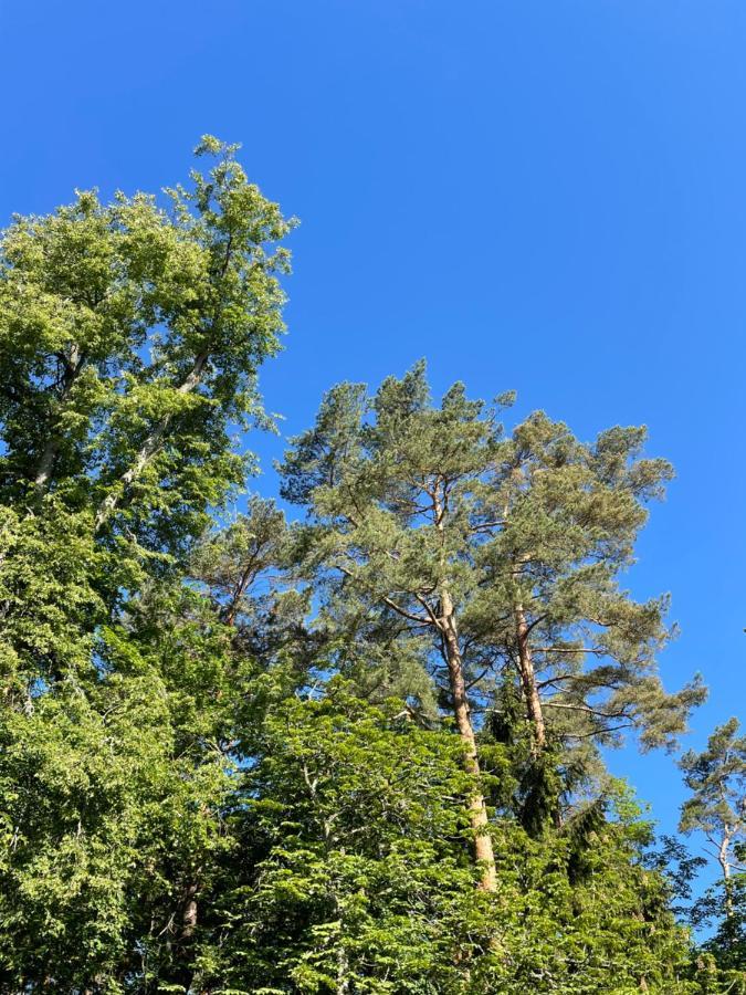 Sunny Apartment With Forest View Juodkrantė Εξωτερικό φωτογραφία